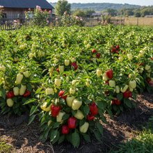Alma Paprika Sweet Pepper Seeds for Home Garden