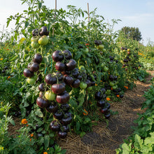 Indigo Rose Tomato Seeds – Heirloom Tomato Seeds for Home Garden