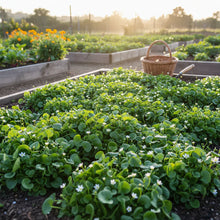 Miners Lettuce Seeds for Home Garden