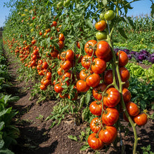 Tomato Tigerella Seeds – Heirloom Striped Tomato Seeds for Home Garden