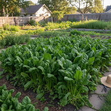 Perpetual Spinach Seeds for Home Garden