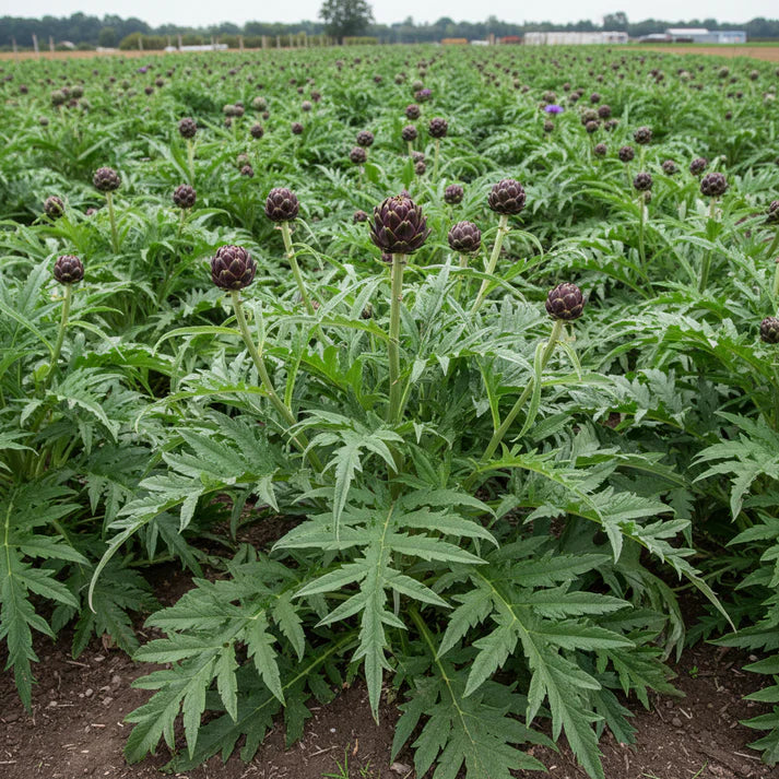 Purple Headed Artichoke Seeds for Planting