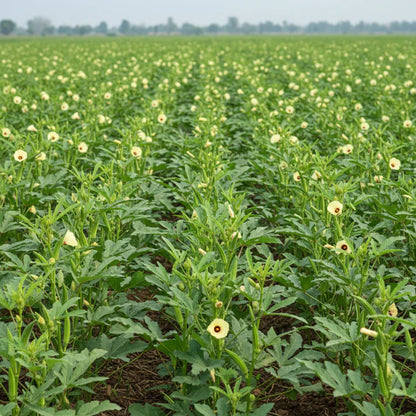 Okra Heirloom Mix Seeds for Planting – Non-GMO Varieties