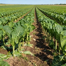 Collard Vegetable Seeds for Planting
