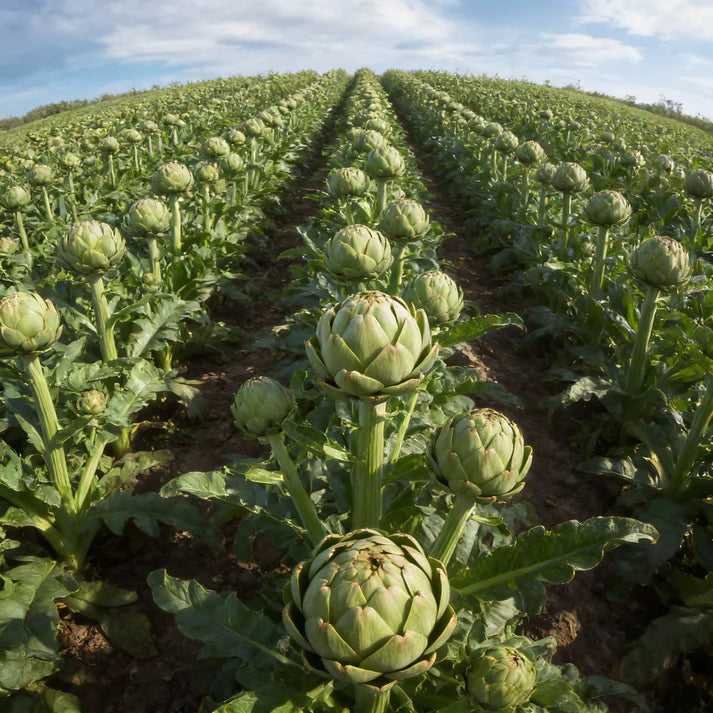 Artichoke Romanesco Seeds for Planting