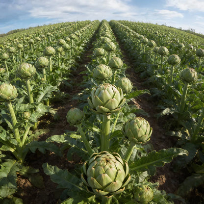 Artichoke Romanesco Seeds for Planting