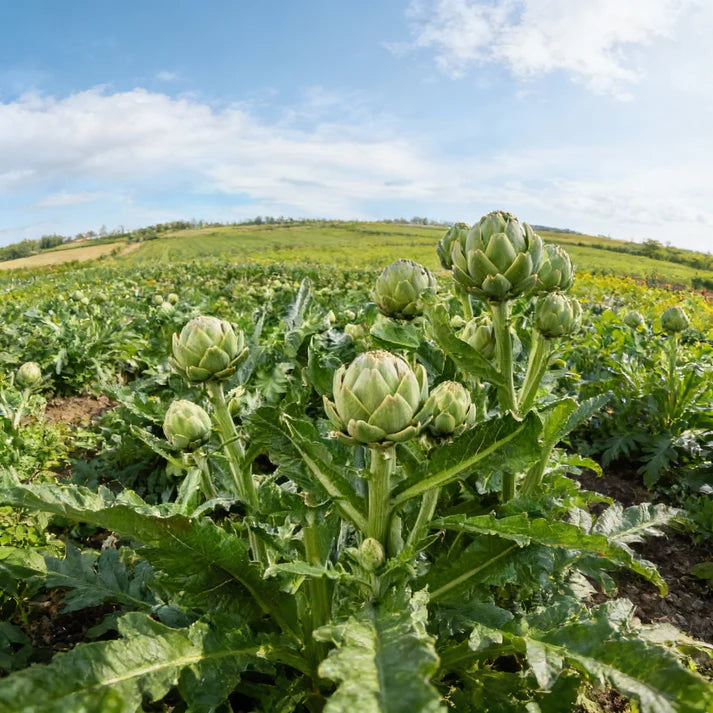 Artichoke Romanesco Seeds for Planting