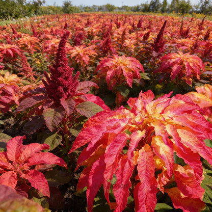 Amaranth Bicolor Illumination Seeds for Planting