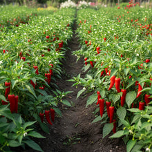 Ghost Pepper Seeds for Planting (Bhut Jolokia) – Heirloom Non-GMO Extreme Heat Chili Seeds