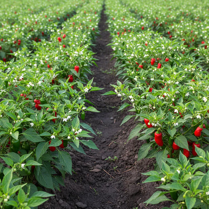 Peter Pepper Red Hot Pepper Seeds for Planting – Unique Heirloom Chili for Home Gardening