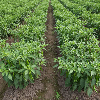 Chilli Vegetable Seeds for Planting – Spicy Pepper Seeds for Home Gardening