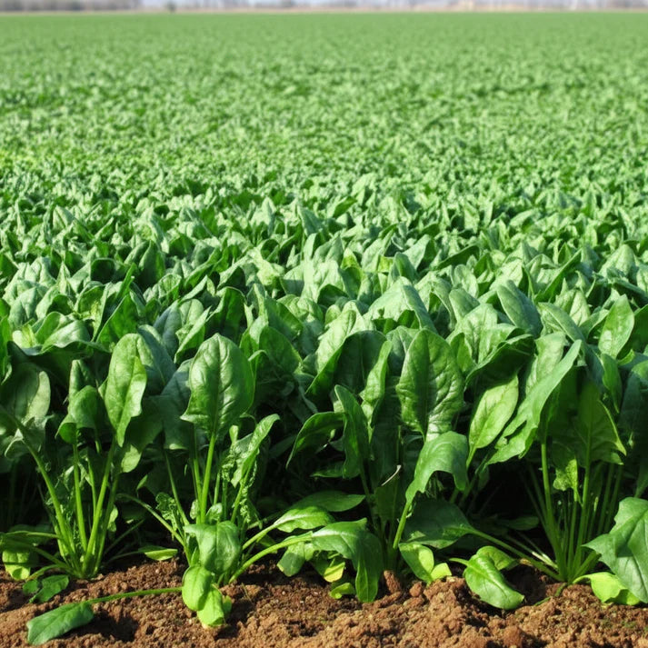 Spinach Medania Vegetable Seeds for Planting