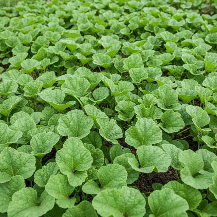 Chinese Mallow Vegetable Seeds for Planting
