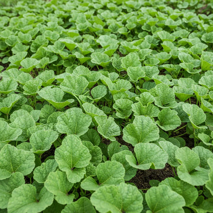Chinese Mallow Vegetable Seeds for Planting