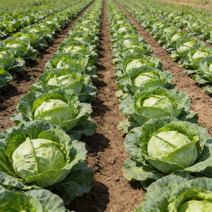 Ormskirk Cabbage Seeds for Garden Planting