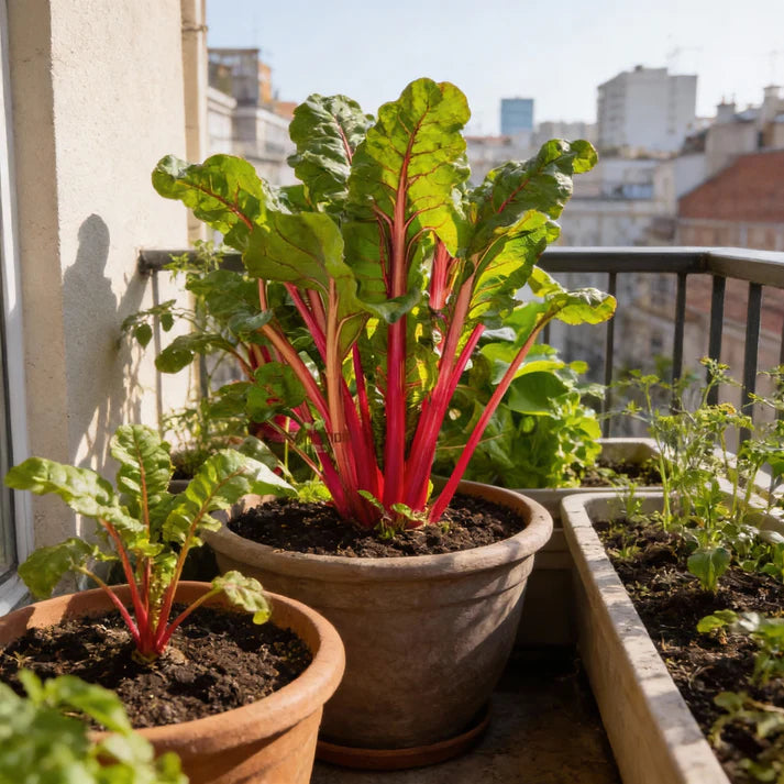 Rhubarb Chard Seeds for Home Garden