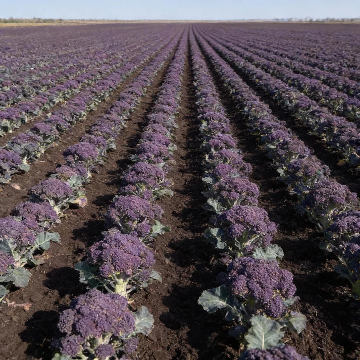 Early Purple Broccoli Seeds