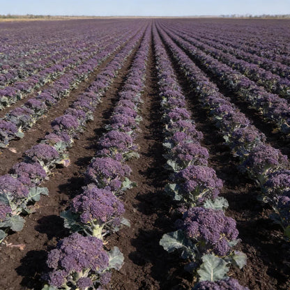 Early Purple Broccoli Seeds