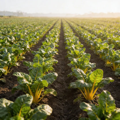 Bright Yellow Swiss Chard Seeds