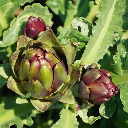Colorado Red Star Artichoke Seeds for Garden Planting