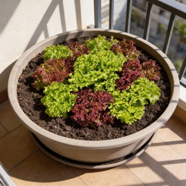 Oakleaf Lettuce Green and Red Seeds
