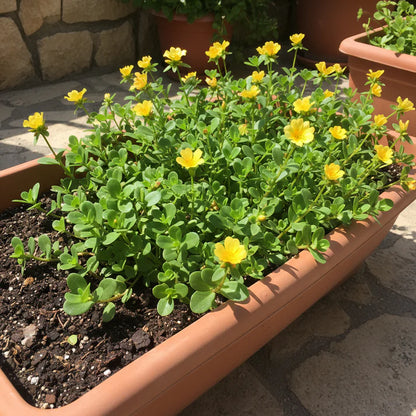 Miners Lettuce Seeds for Home Garden