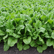 Fordhook Giant Spinach Seeds for Home Garden