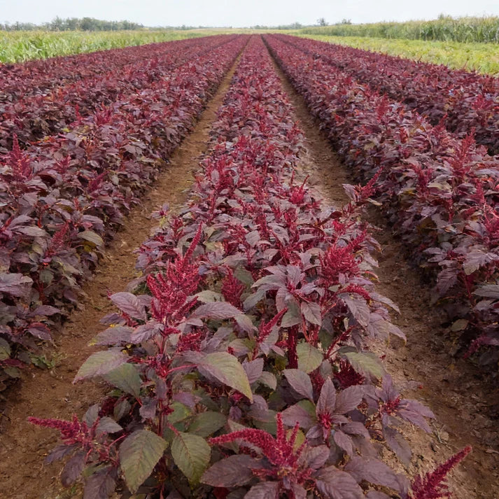 Amaranth Red Garnet Seeds for Home Garden