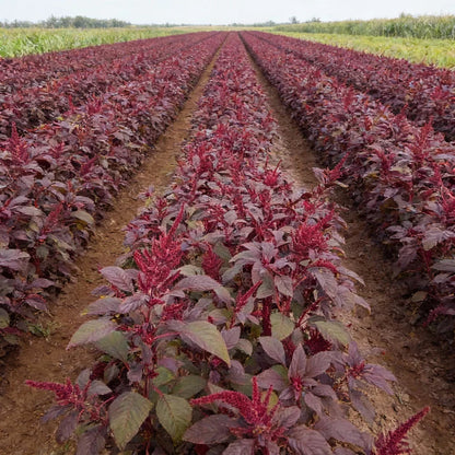 Amaranth Red Garnet Seeds for Home Garden