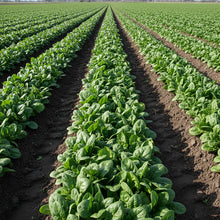 Seaside Spinach Seeds for Home Garden