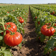 German Johnson Tomato Seeds – Heirloom Tomato Seeds for Home Garden