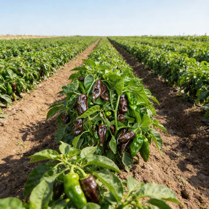 Chocolate Fatalii Pepper Seeds for Home Garden