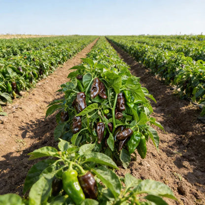 Chocolate Fatalii Pepper Seeds for Home Garden