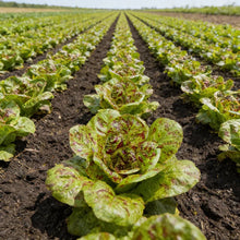 Freckles Lettuce Seeds for Home Garden