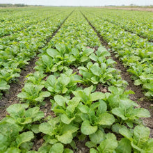 Indian Mustard Amsoi Green Seeds