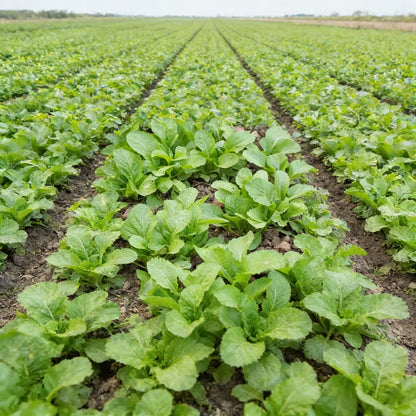 Indian Mustard Amsoi Green Seeds