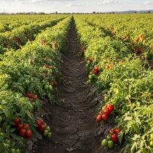 Viva Italia Tomato Seeds – Paste Tomato Seeds for Home Garden