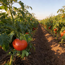 Tomato Totem Seeds – Compact Tomato Seeds for Home Garden