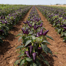 Pepper Jalapeño Purple Tiger Seeds for Home Gardening