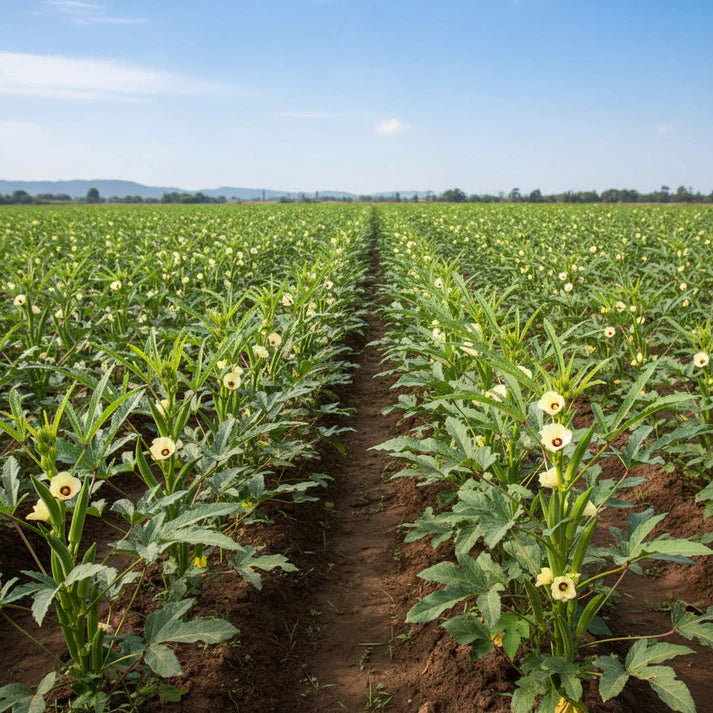 Cajun Jewel Okra Seeds for Home Gardening