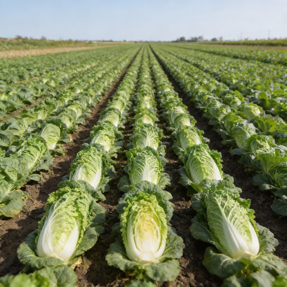 Wong Bok Chinese Cabbage Seeds for Home Garden