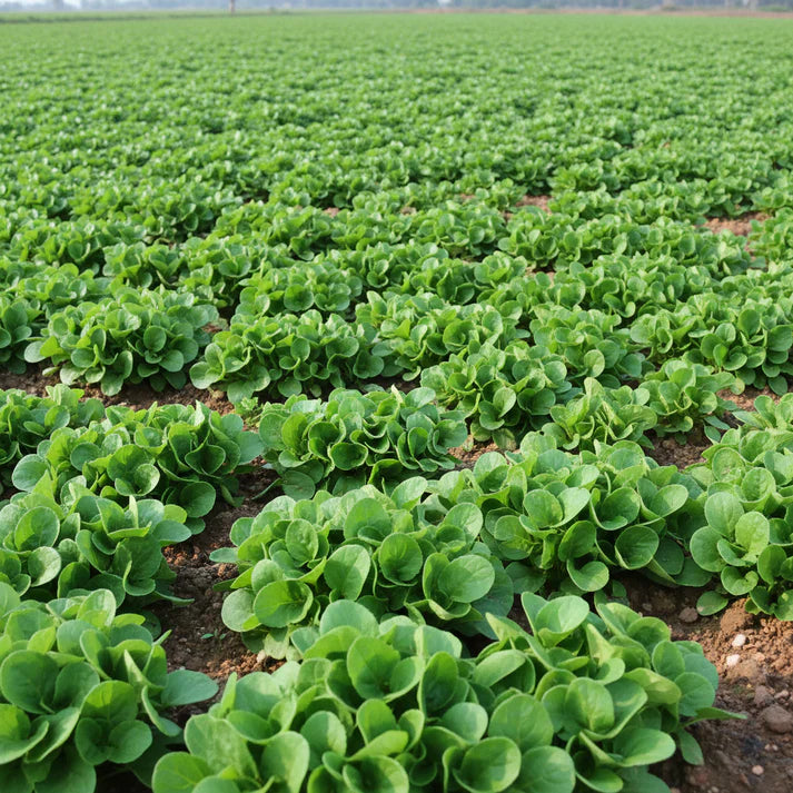 Lambs Lettuce Verte De Cambrai Seeds for Planting