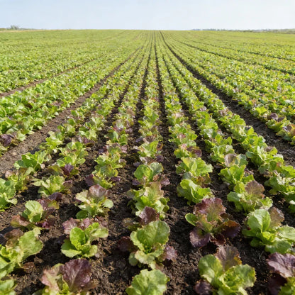 Mesclun Lettuce Seeds for Planting – Mixed Leaf