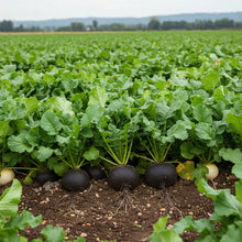Radish Black Round Seeds for Planting