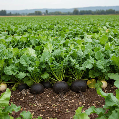 Radish Black Round Seeds for Planting