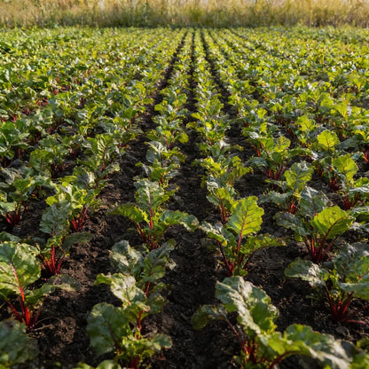 Rhubarb Leafy Vegetable Seeds for Planting