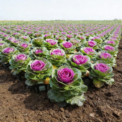Ornamental Cabbage Seeds for Decorative Gardens