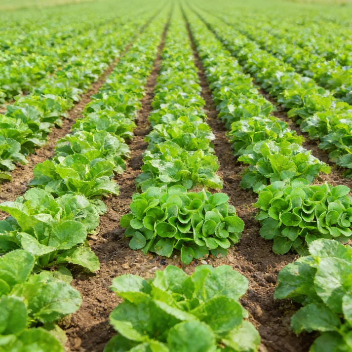 Lambs Lettuce Verte De Cambrai Seeds for Planting