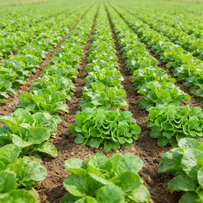 Lambs Lettuce Verte De Cambrai Seeds for Planting