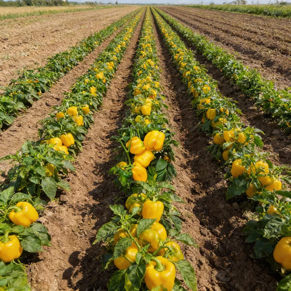 Organic Red Shimla Mirchi and Yellow Capsicum Seed Pack